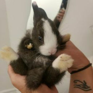 Meet your Posher, Daisy